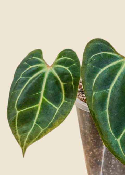 Anthurium besseae aff