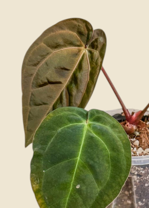 Anthurium papillilaminum x michelle