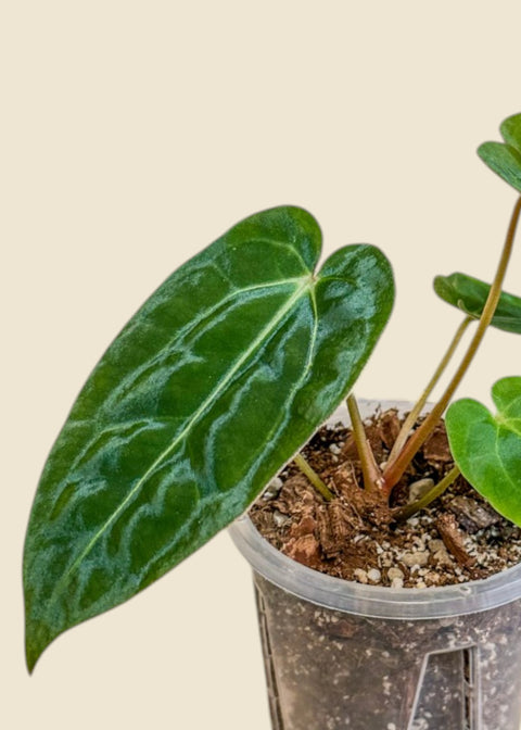 Anthurium forgetii x carlablackiae