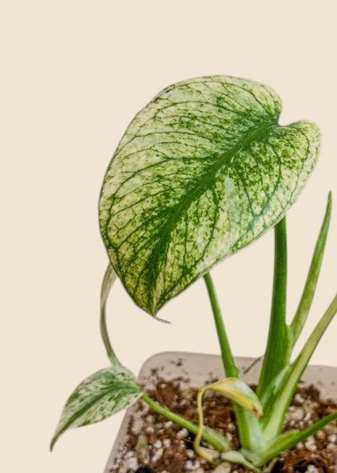 Monstera deliciosa 'Mint'