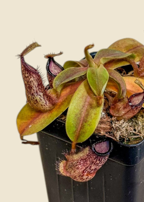 Nepenthes