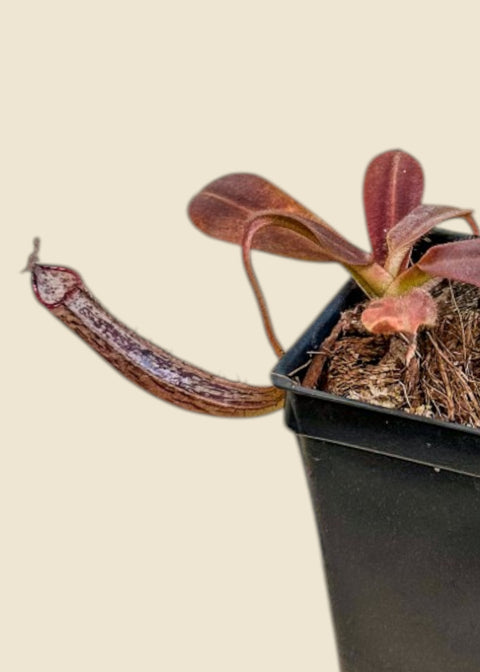 Nepenthes