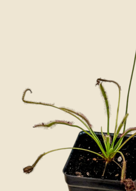 Drosera capensis