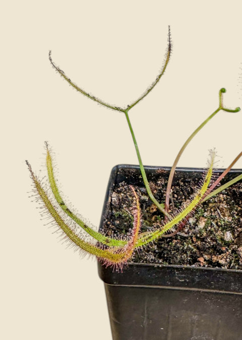 Drosera binata
