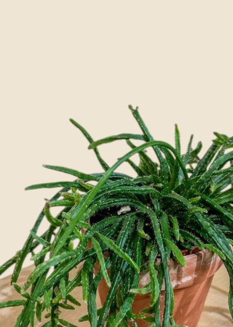 Rhipsalis