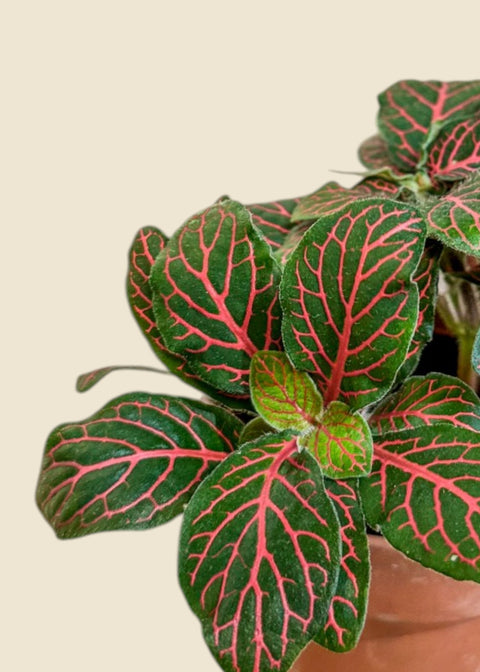 Fittonia albivenis 'Pink'
