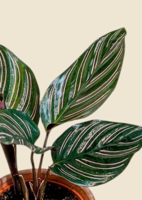 Calathea ornata
