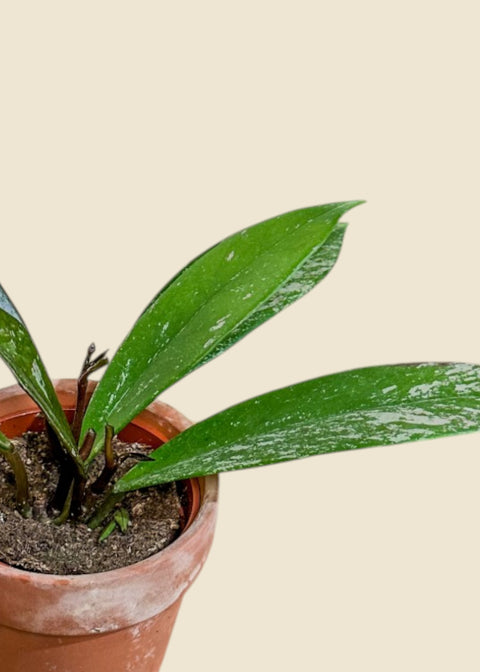 Hoya pubicalyx