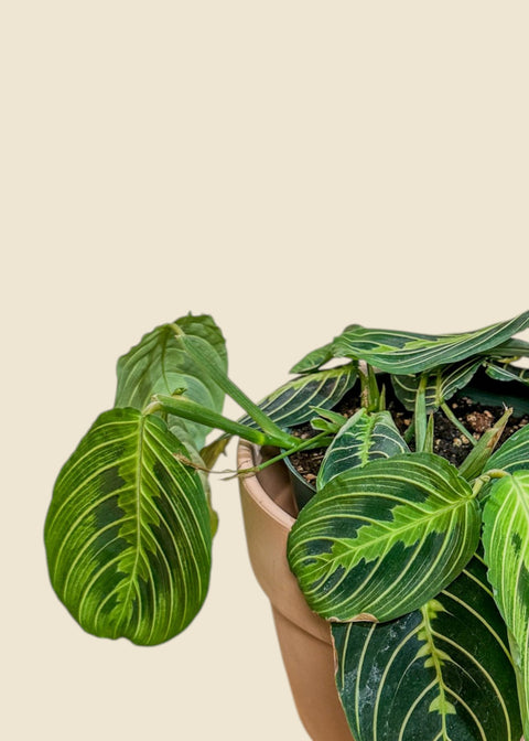 Maranta leuconeura 'Lemon Lime'