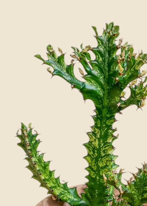 Euphorbia trigona 'Mint Cream'
