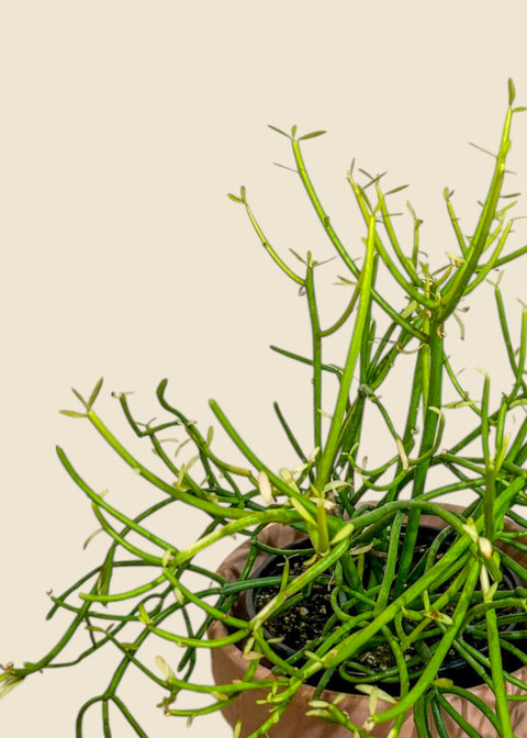 Euphorbia tirucallii