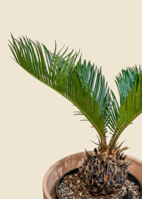 Cycas revoluta