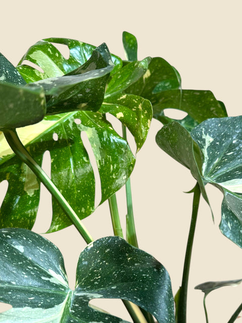 Monstera deliciosa 'Thai Constellation'