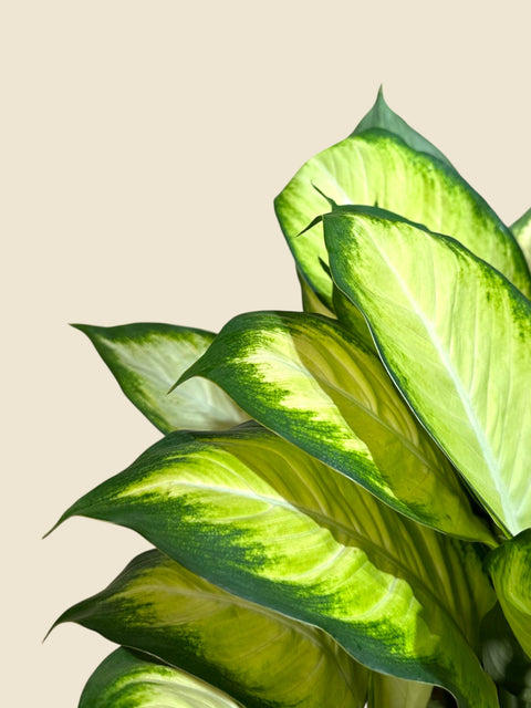 Dieffenbachia 'Camille'