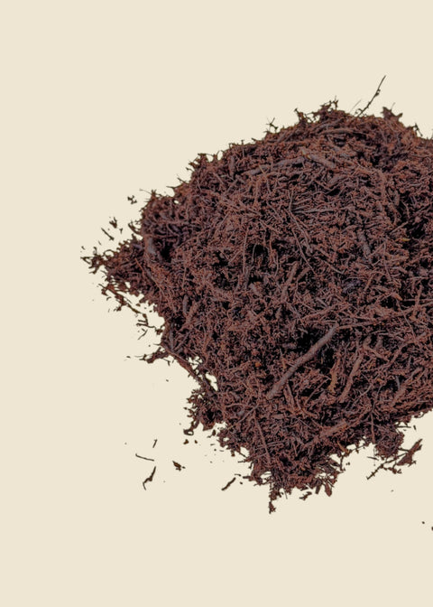 Fibre de fougère arborescente 'Tree Fern'