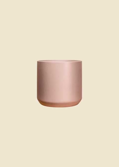 Pot rose printemps Kendall