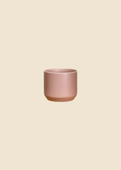 Pot rose printemps Kendall