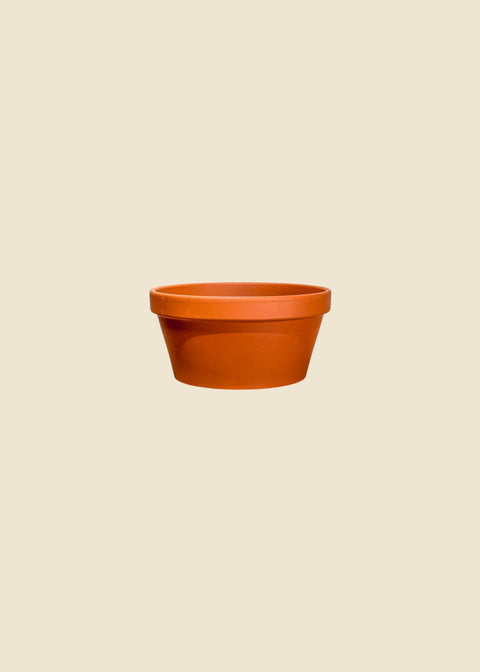 Pot terra cotta azalée