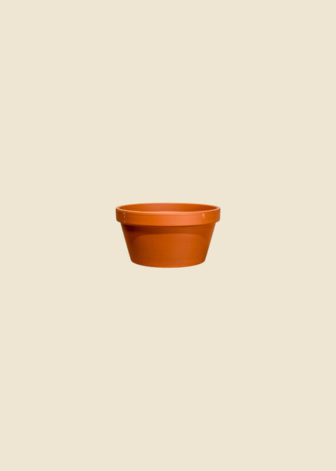 Pot terra cotta azalée
