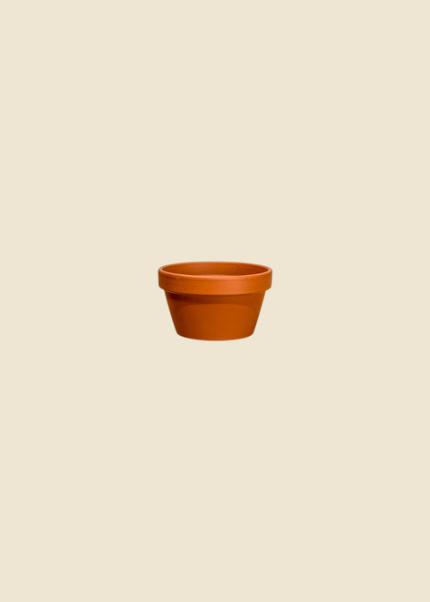Pot terra cotta azalée