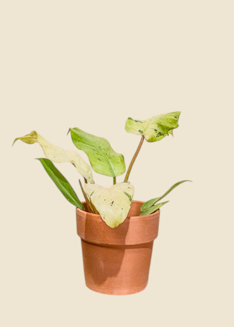 Philodendron 'Snow drift'