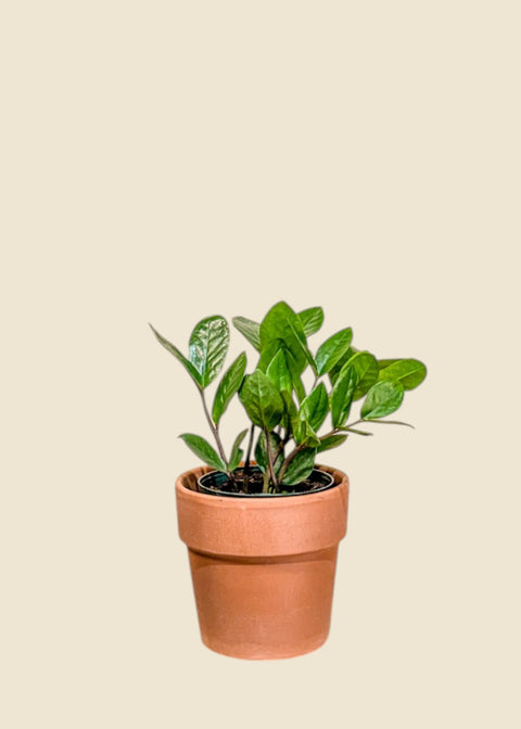 Zamioculcas zamiifolia