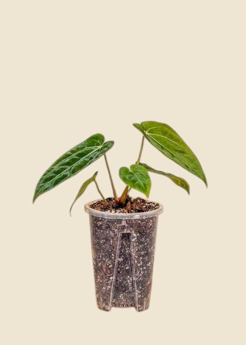 Anthurium forgetii x carlablackiae