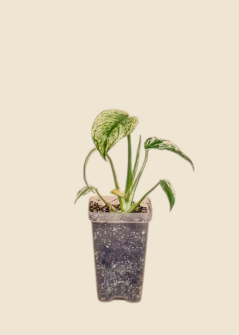 Monstera deliciosa 'Mint'