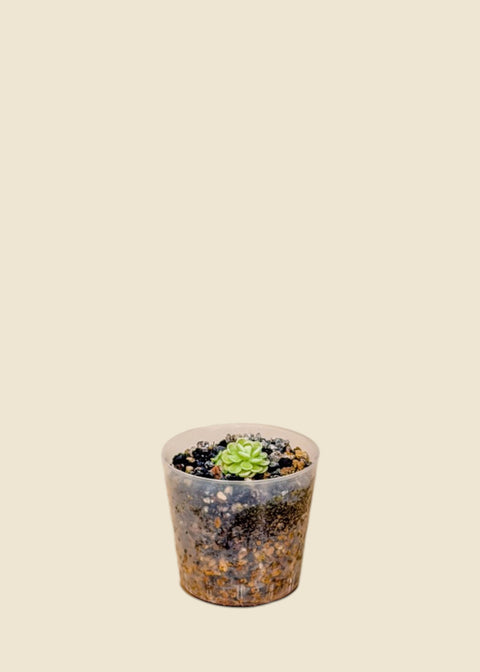 Pinguicula