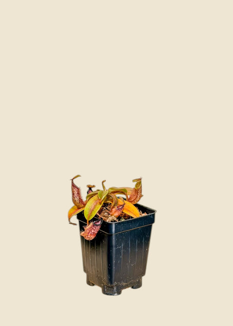 Nepenthes