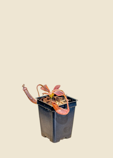 Nepenthes