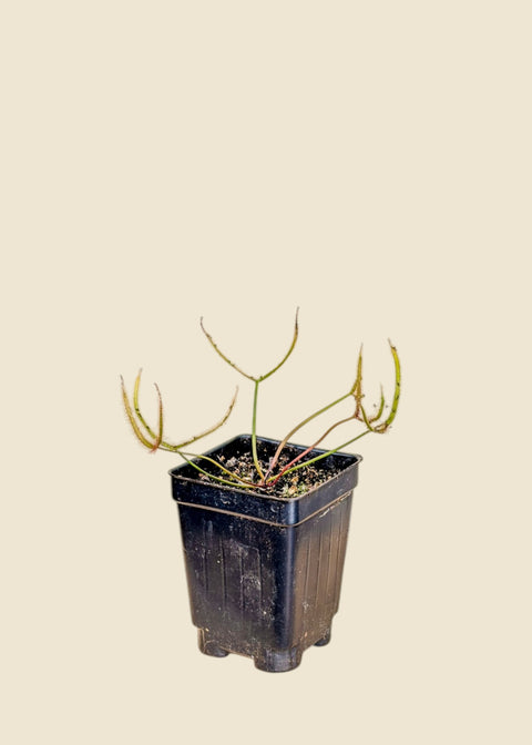 Drosera binata