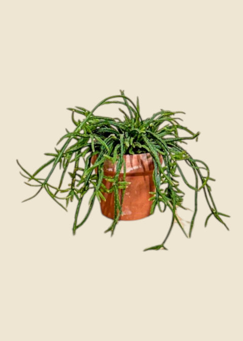 Rhipsalis