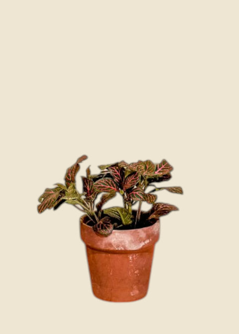 Fittonia albivenis 'Pink'