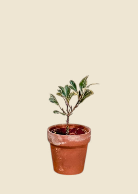 Ficus triangularis 'variegata'