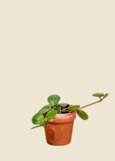 Peperomia 'Hope'