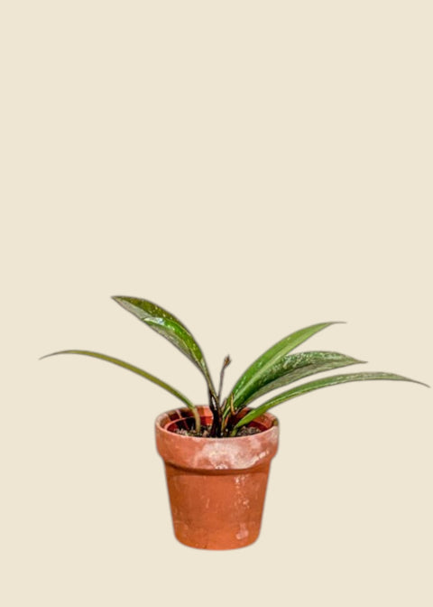 Hoya pubicalyx
