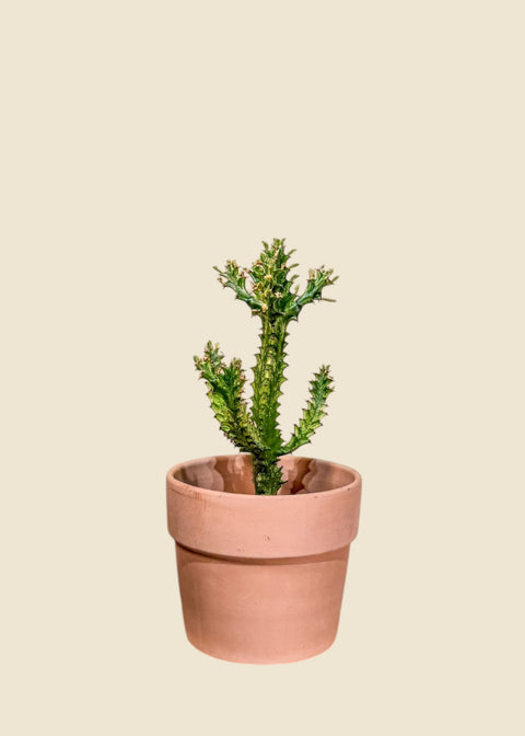 Euphorbia trigona 'Mint Cream'