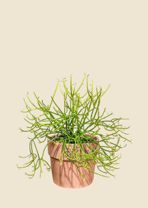 Euphorbia tirucallii