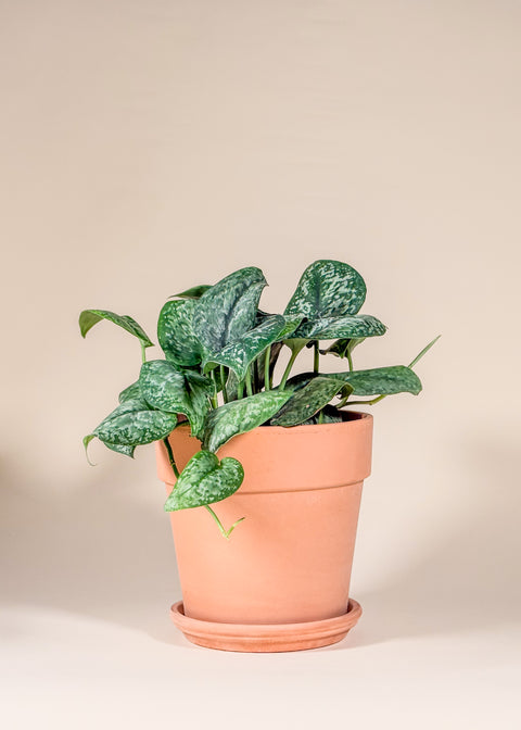 Scindapsus 'Mount Salak'
