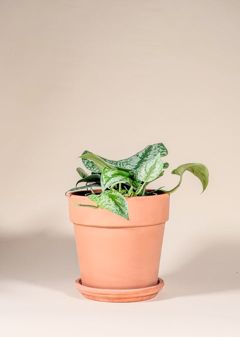 Scindapsus pictus 'Exotica'
