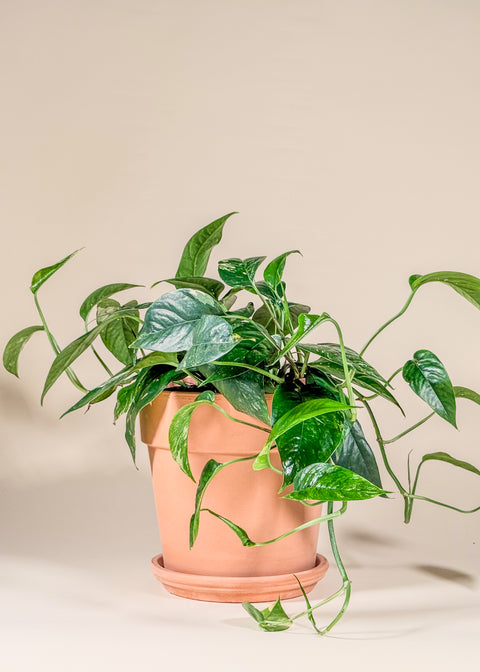 Epipremnum pinnatum 'Albo'