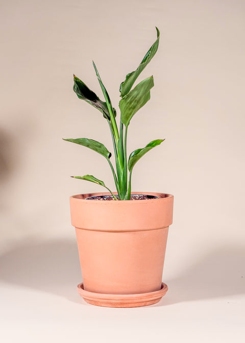 Strelitzia reginae