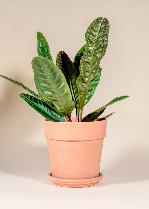 Anthurium superbum