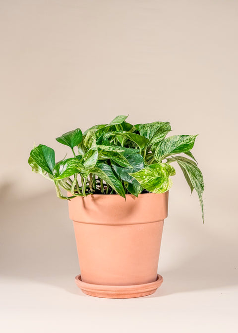 Pothos 'Marble Queen'