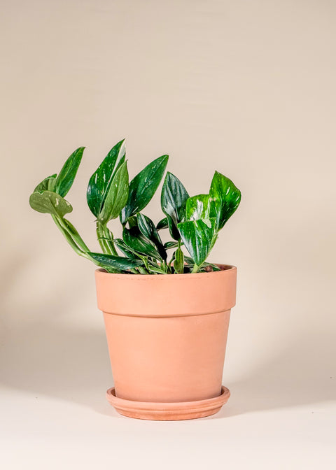 Monstera Standleyana 'Albo'
