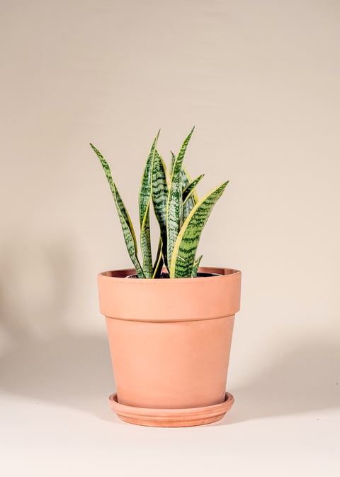 Sansevieria laurentii