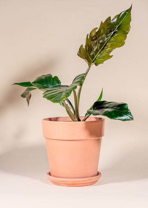 Philodendron 'Pluto'