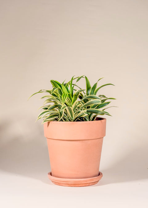 Dracaena reflexa 'Song of India'