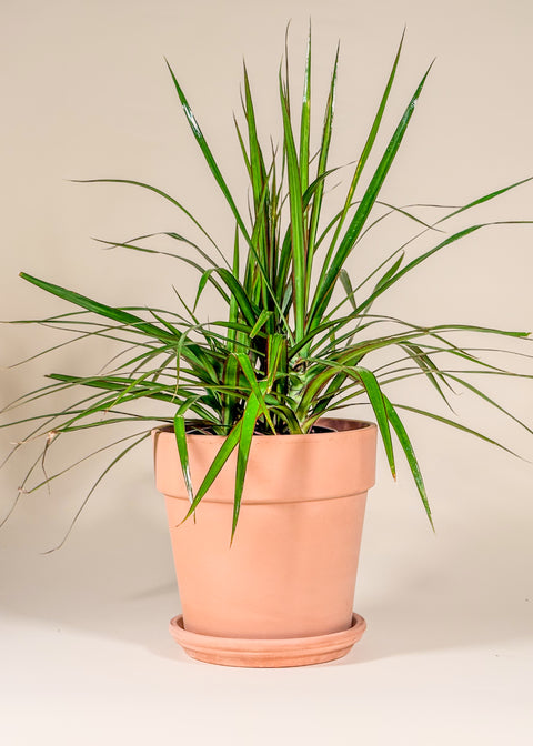 Dracaena marginata
